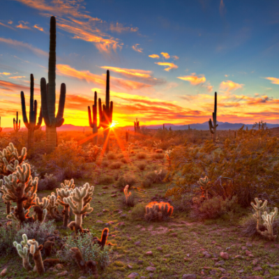 Cactus and sunset