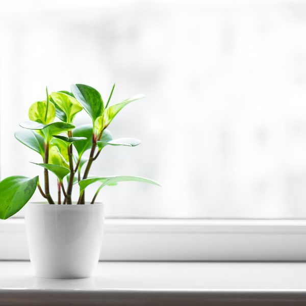 Plant in front of open window