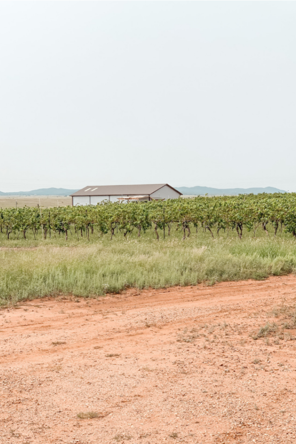 Farmhouse in the middle of green vines