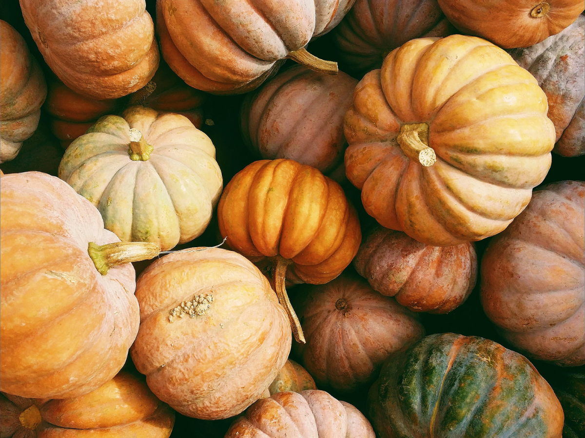 Fall in Tucson: Marana Pumpkin Patch