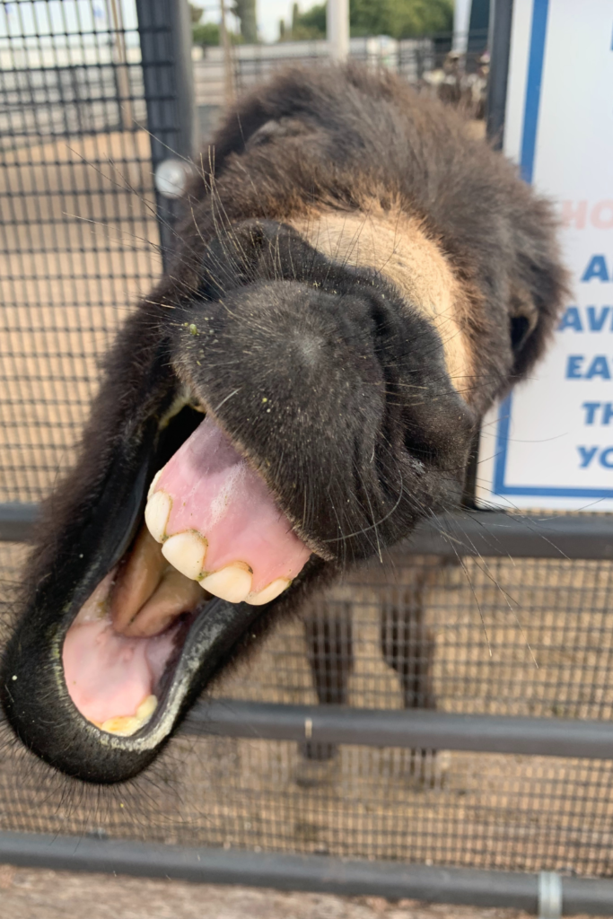 Close up of a brown and tan donkey showing its teeth in a huge smile