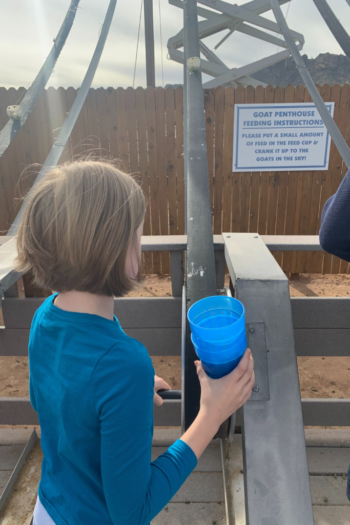 My daughter in a blue shirt holding a blue cup full of food, feeding goats