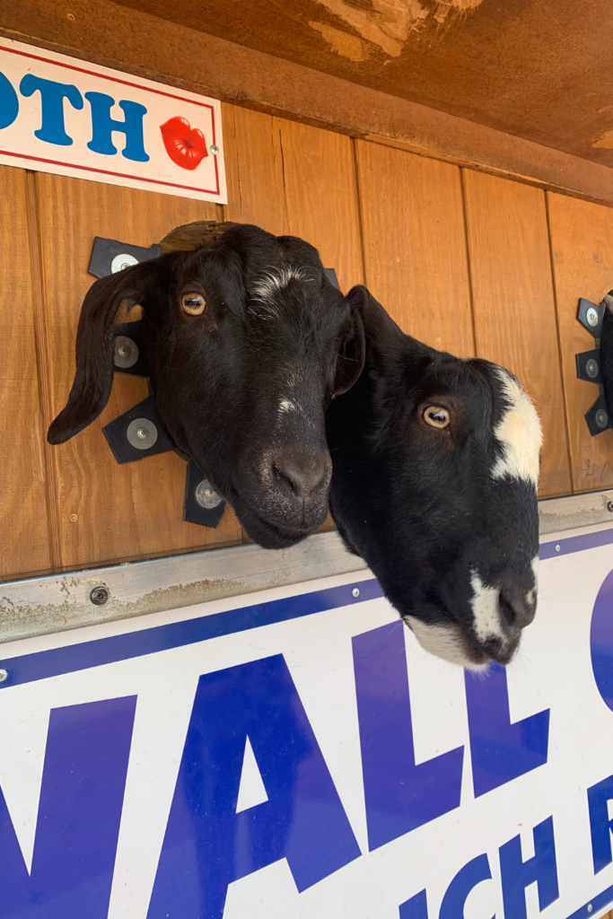 2 black and white goats sticking their heads out of a wall