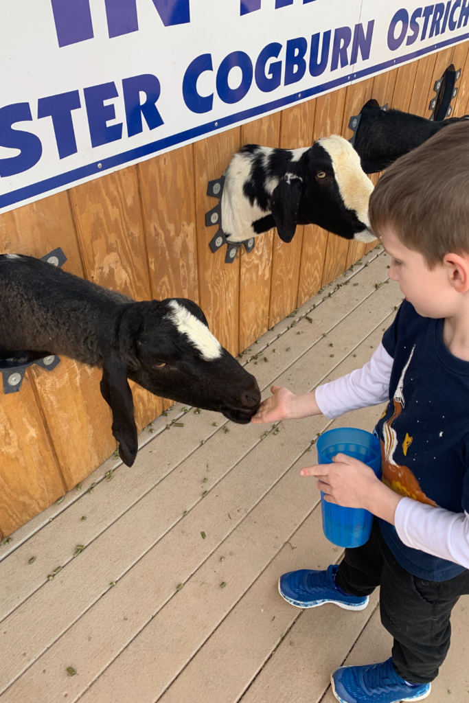 My son feeding a black and white goat