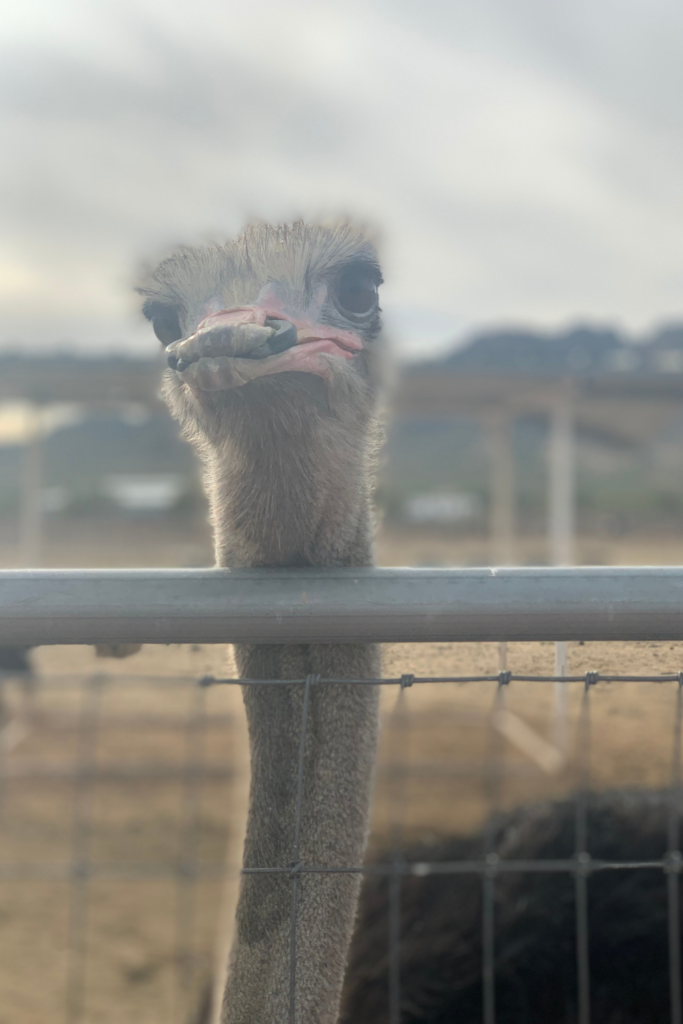 Close up of an ostrich above a fence