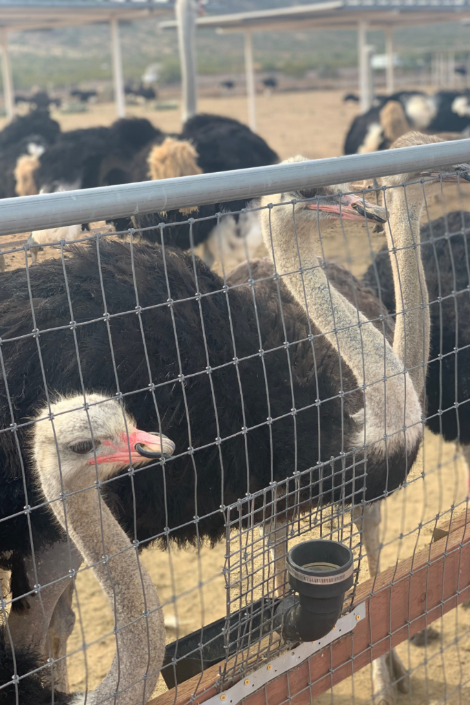 Ostrich behind a fence waiting to be fed