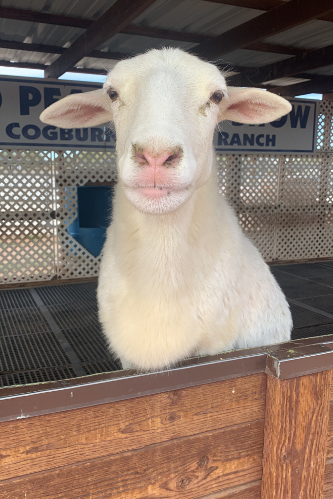 White sheep peeking over a wooden gate