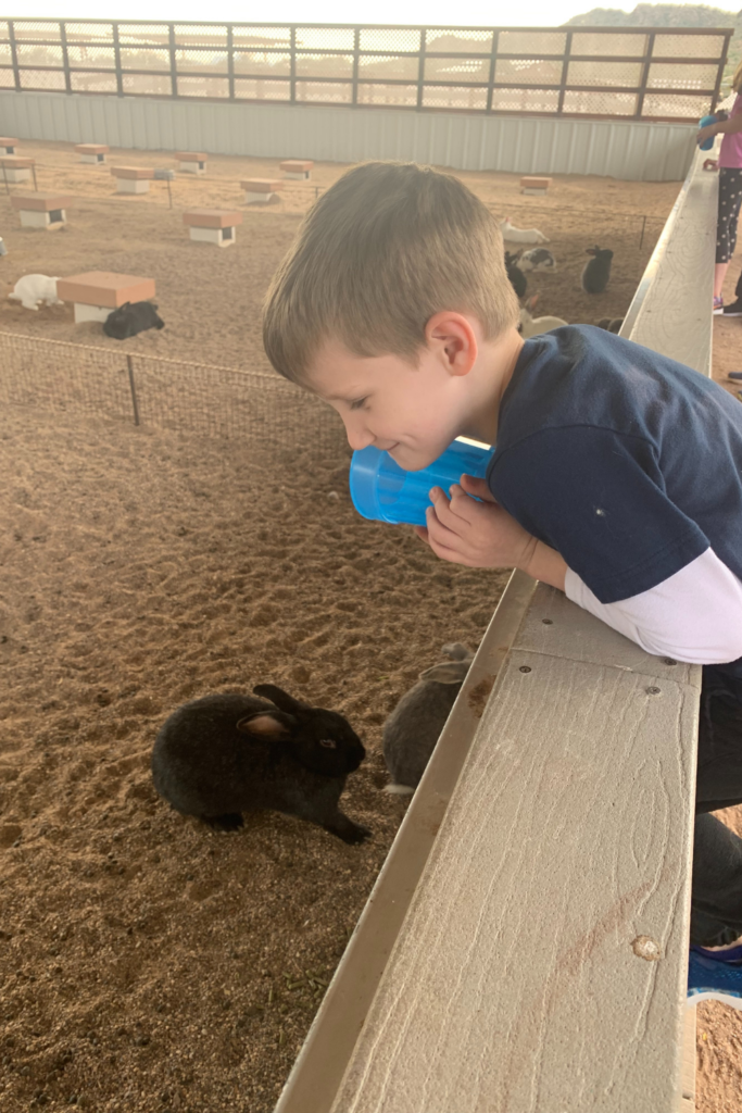 My son leaning up against a wall looking at a brown and black bunny