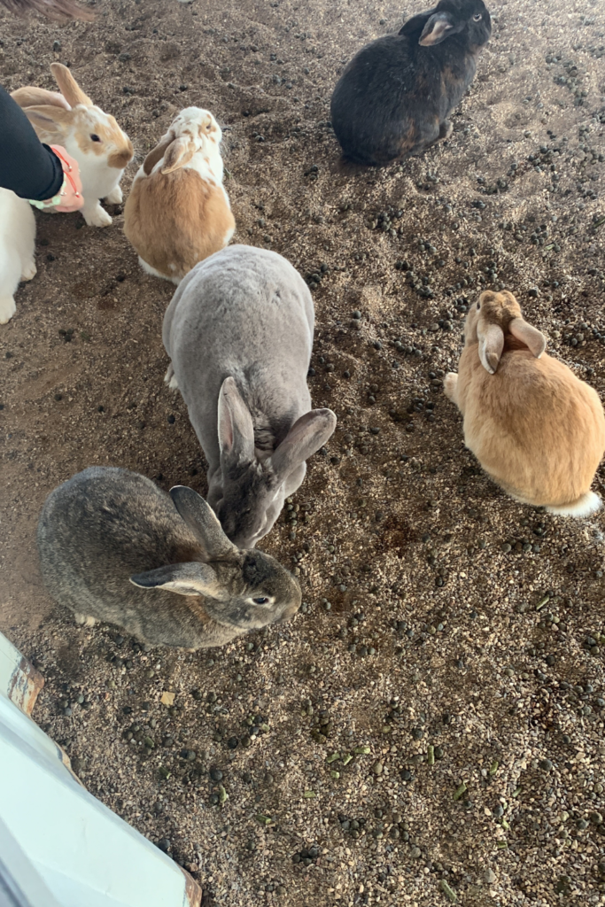 A group of different colored bunnies waiting to be fed