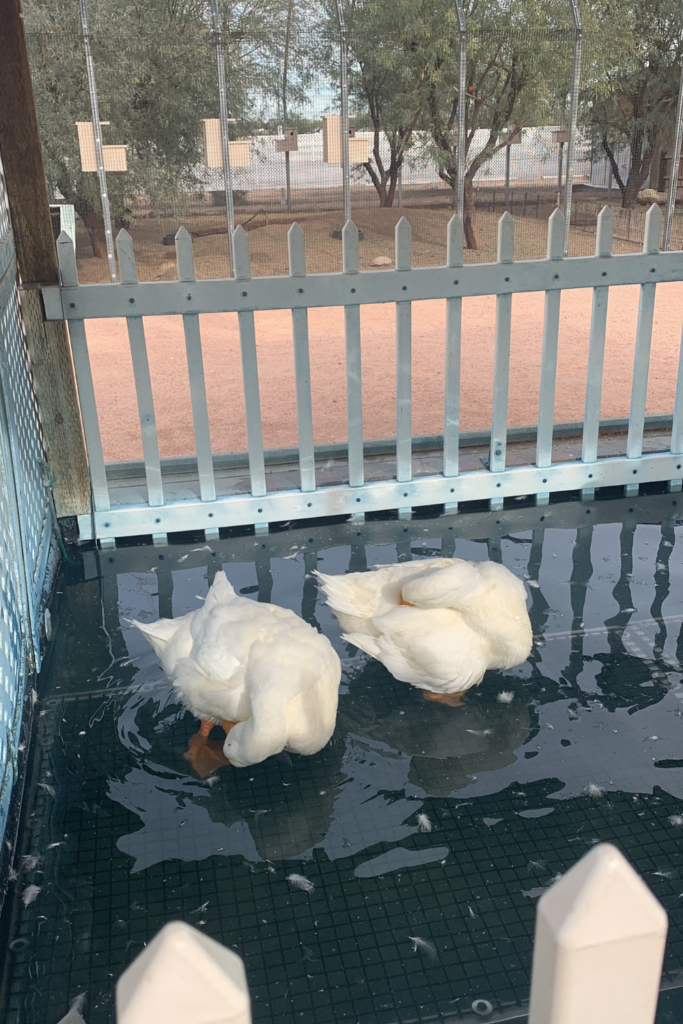 White ducks sitting in a pond of water enclosed by a white picked fence