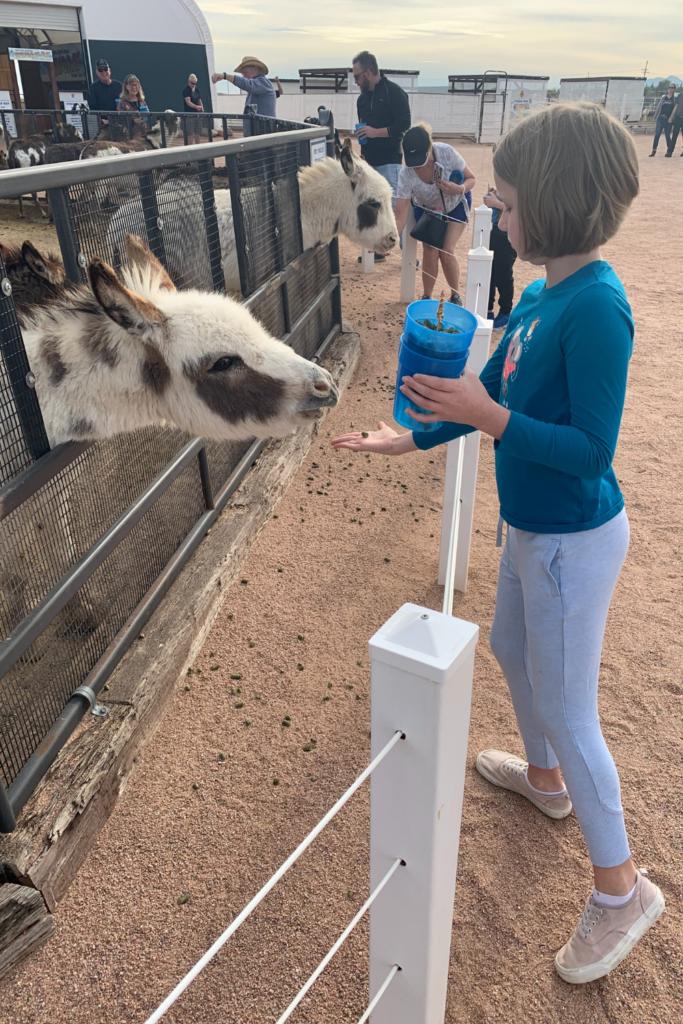 My daughter in a blue shirt hand feeding a white and brown donkey