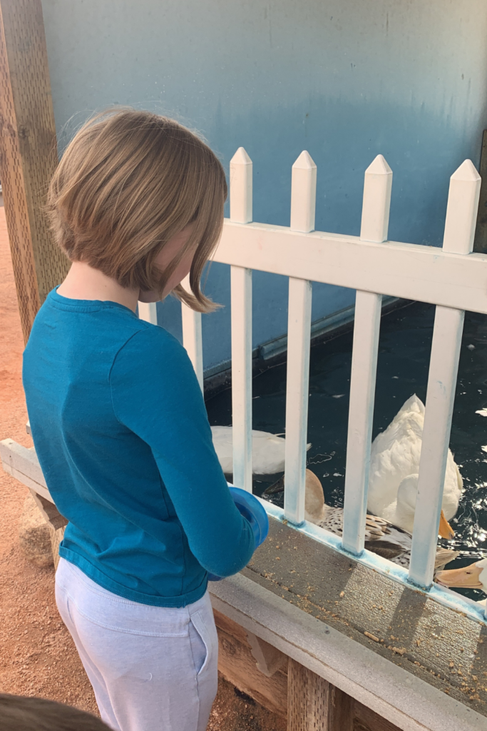 My daughter standing by a white fence feeding some ducks