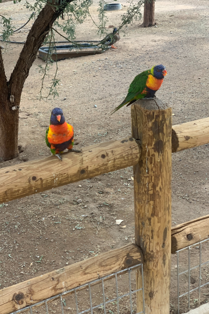 2 lorikeets perched on a wooden fence