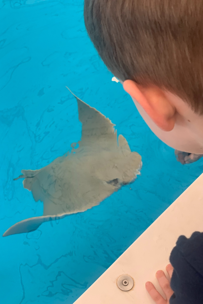 My son looking at a stingray as it comes up for some food.