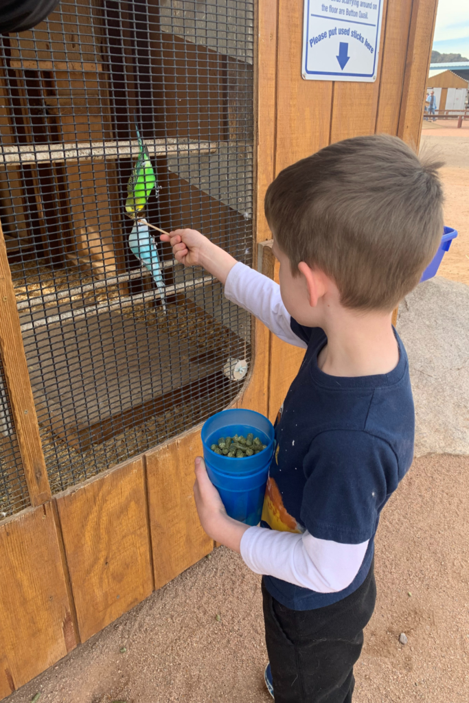 My son in a blue shirt with white sleeves feeding a parakeet through a fence