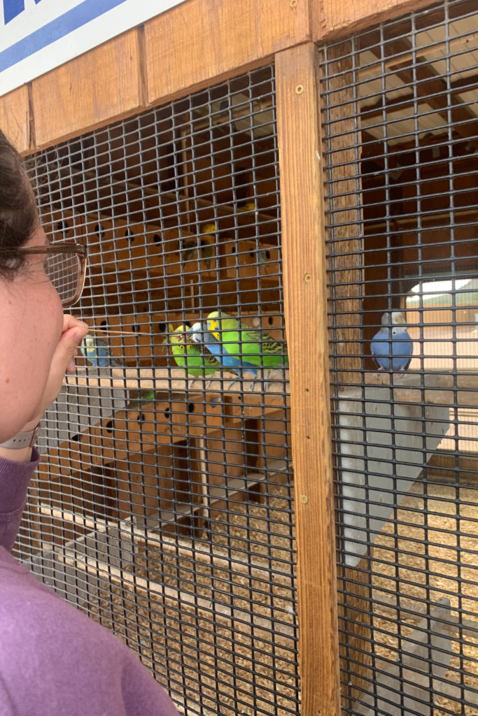 Me feeding two green parakeets and one blue one