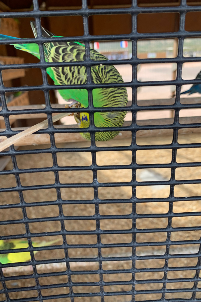 A bright green parakeet hanging upside down on a stick eating seeds