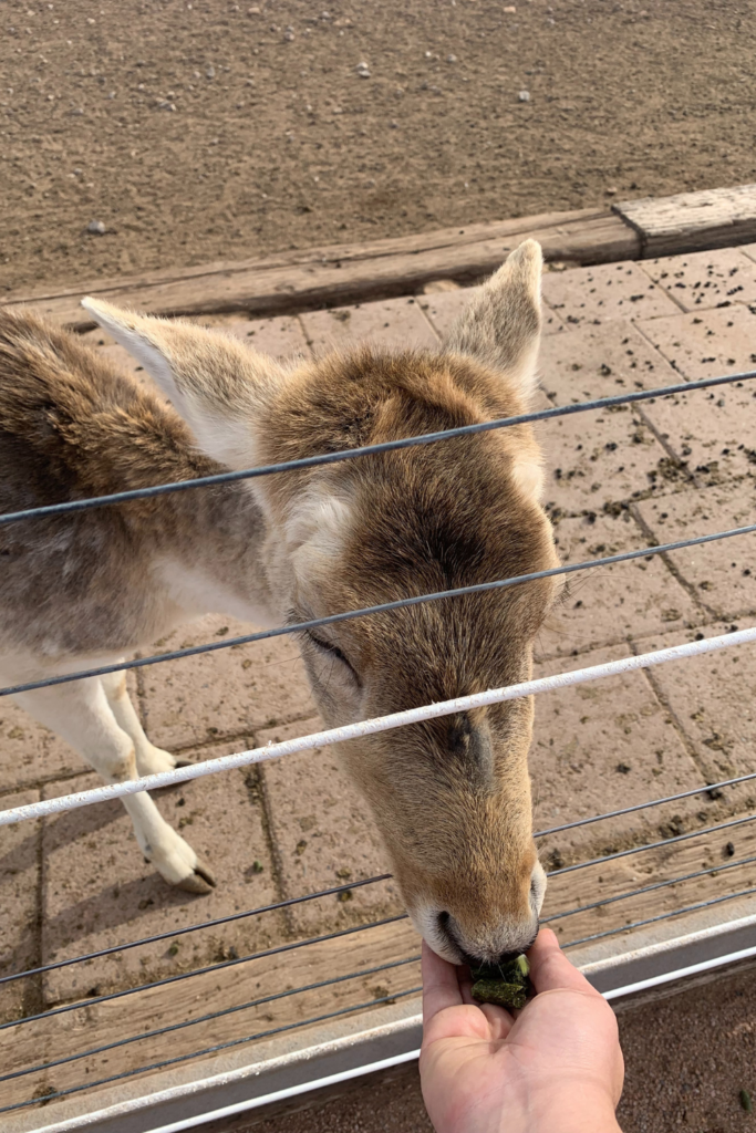 Me hand feeding a brown and white deer