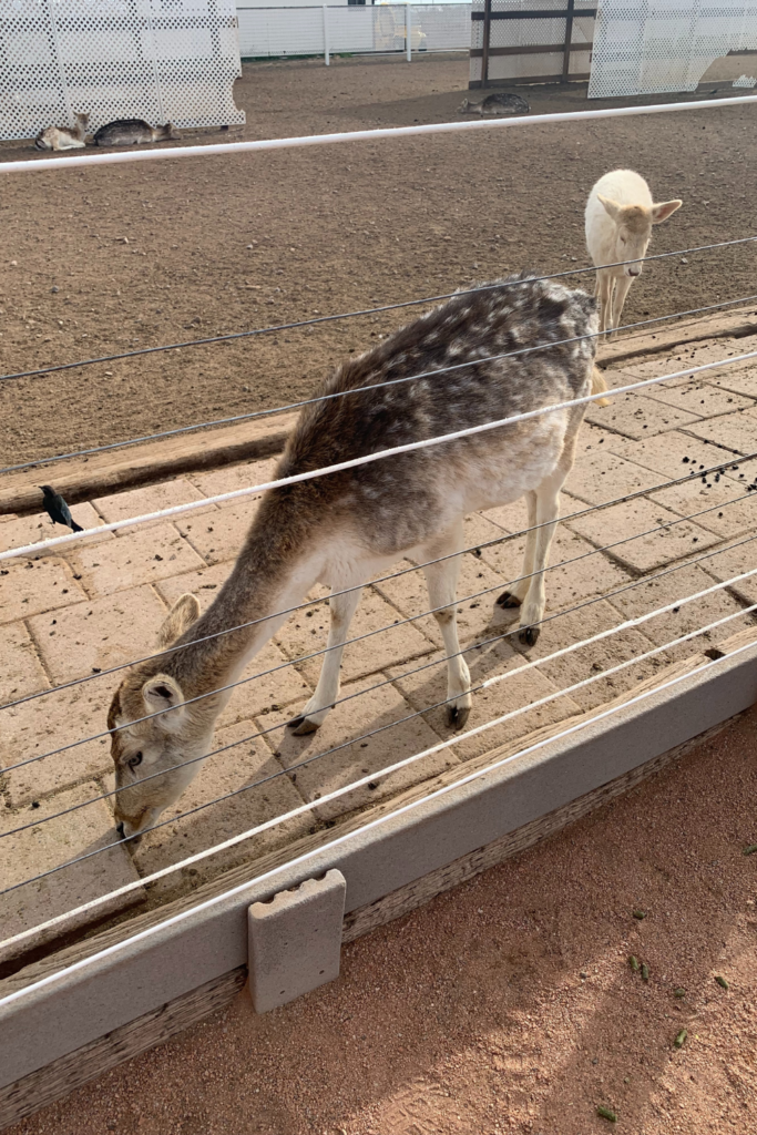 A brown and white deer eating food off the ground